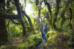 New Zealand 2025 (1 group) (42/66)